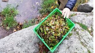 Retirados 40 kilos de una planta invasora que estaba creciendo en el Manzanares