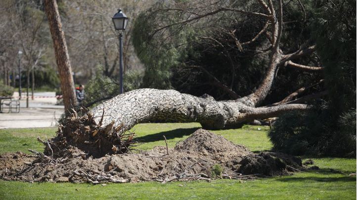 Pino derribado por el viento, en una foto de archivo
