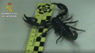 Desmantelada una tienda de animales que enviaba por mensajería tarántulas y escorpiones