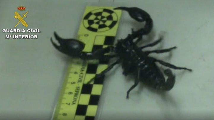 Escorpión recuperado por la Guardia Civil en una vivienda de Madrid.