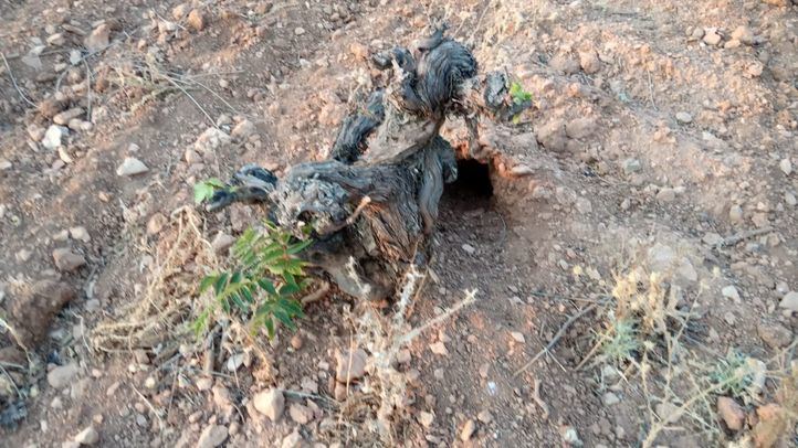 Cepa con una madriguera