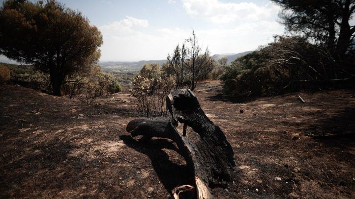 Tierra y vegetación quemada tras el incendio en Cadalso de Los Vidrios.