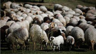 Inversión de 1,2 millones para el control sanitario del ganado y evitar ataques de lobos