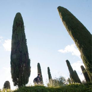 Rivas recogerá a domicilio los árboles de Navidad para replantarlos