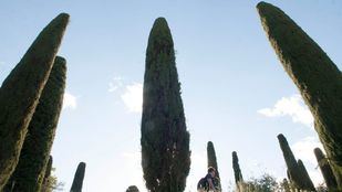 Rivas recogerá a domicilio los árboles de Navidad para replantarlos