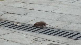 Una plaga de ratas invade Alcorcón: el Ayuntamiento promete solucionar el problema