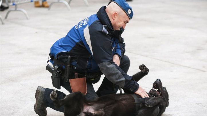 Este sábado han tenido lugar en Cibeles varias exhibiciones con motivo de la celebración de San Antón