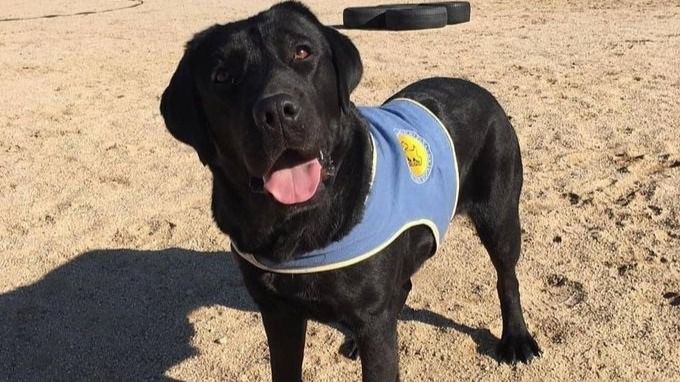 Pocahontas, la perra especializada en ayuda a personas con discapacidad robada en Aranjuez.