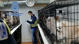 Desmantelados dos criaderos ilegales de chihuahuas