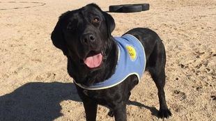 Detenido el entrenador de 'Pocahontas' por inventarse su secuestro