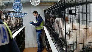 Libertad para uno de los detenidos por los criaderos ilegales