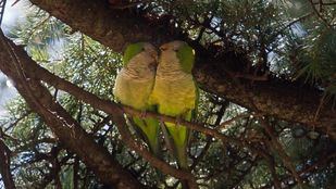 En octubre comenzará el plan de reducción de las cotorras