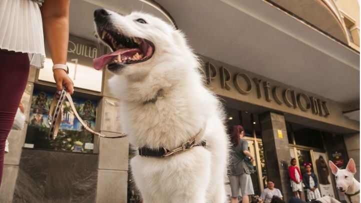 Fotografía de un perro en la calle