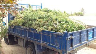 Intervenidas 6.000 plantas de marihuana en diversos puntos de la Comunidad