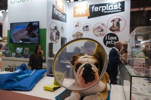 Iberzoo+Propet, una feria para el profesional del animal de compañía