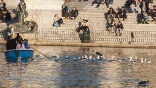 Animalistas piden que se alimente a los patos y gatos de El Retiro