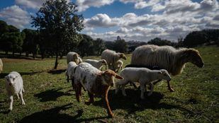El cierre de la hostelería empuja a ganaderos y queseros a la ruina