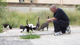 Sanidad permite dar de comer a las colonias felinas y PSOE pide al Ayuntamiento que actúe