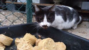Voluntarios acreditados pueden acceder al Retiro y al Juan Carlos I para alimentar a colonias felinas