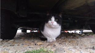 Sanidad advierte de la posibilidad de contagio de COVID-19 a perros, gatos y hurones