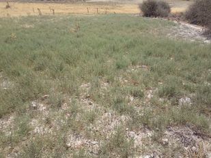 Entra en vigor la caza excepcional de jabalíes, conejos y palomas para evitar accidentes y daños agrícolas