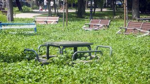 La vegetación "invade" la ciudad