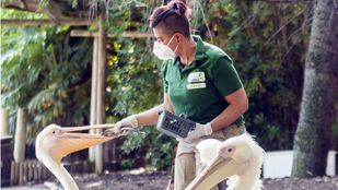 La vida sigue igual para los animales del parque Faunia