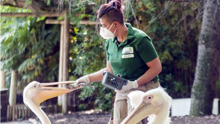 Trabajadora de Faunia alimenta a los animales con material de protección.