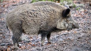 Los jabalíes llegan hasta el consultorio médico de Hoyo de Manzanares