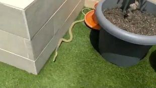 Capturada una serpiente de campo que se coló en un chalé