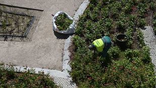 Madrid refuerza la limpieza de las zonas verdes