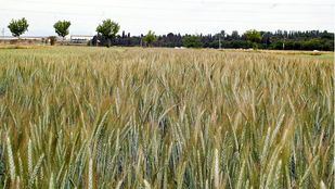 Empresas, asociaciones y ONG del sector agrario contarán con líneas de subvención que suman 166.852.869 millones de euros