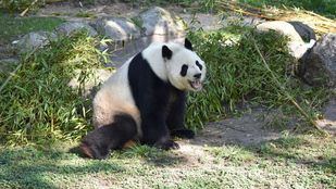 Los animales del Zoo Aquarium volverán a recibir visitas