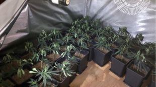 Detenidos con una plantación de marihuana que se incendió en un piso de Usera