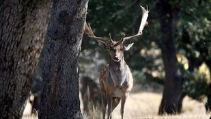 Detenido por cazar y matar furtivamente a 15 animales en una finca de Villamanta