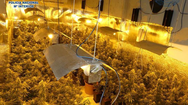 Imagen de archivo del desmantelamiento de una plantación de marihuana.