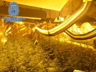 Arrestado por cultivar marihuana en casas deshabitadas de sus vecinos