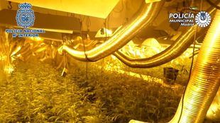 Arrestado por cultivar marihuana en casas deshabitadas de sus vecinos