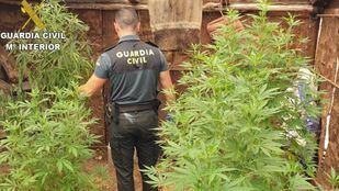 Liberadas ocho víctimas de trata obligadas a cuidar plantaciones de marihuana