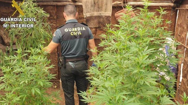 Imagen de recurso de un guardia civil durante una intervención en una plantación de marihuana.