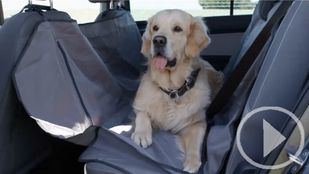 Así viajan los españoles en coche con sus perros