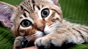 Regresa el Día Internacional del Gato