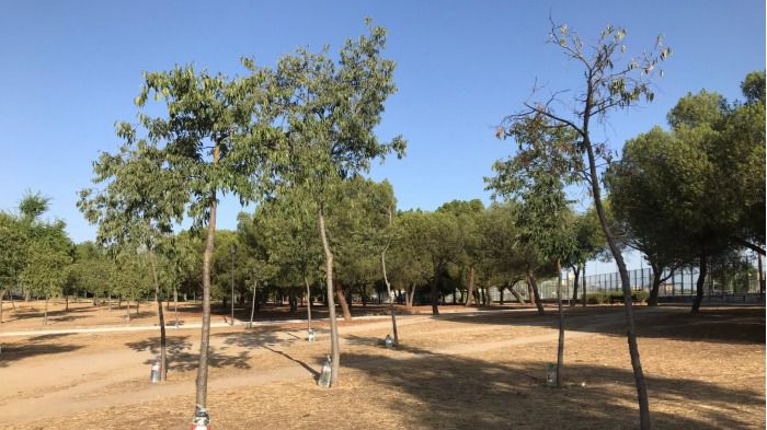 Varios de los árboles secos del parque de las Cruces.