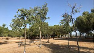 La sequía y la falta de mantenimiento amenazan al parque de las Cruces de Carabanchel