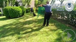 Rescatan un buitre en unos jardines de Canillas