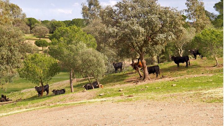 Finca con toros bravos