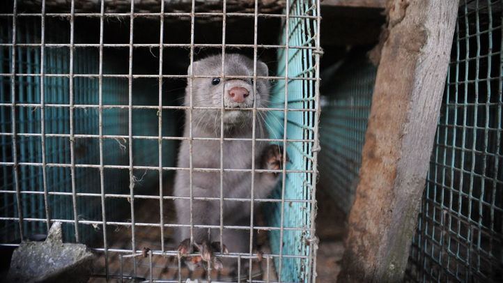 Visón americano en una granja sueca