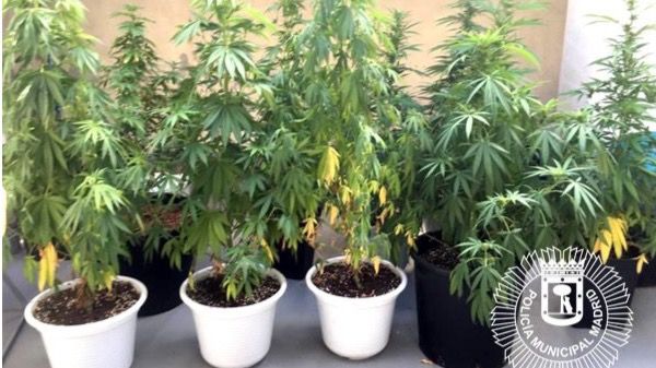 Plantas requisadas en Madrid