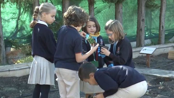 Alumnos cuidando el huerto de su colegio