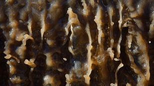 El GPS reclama conocer los resultados de la búsqueda de COVID en aguas residuales